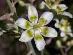 LITTLE WHITE FLOWER