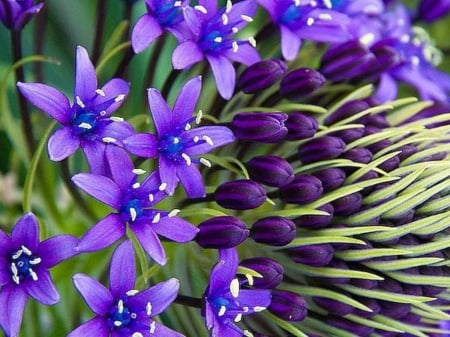 LITTLE PURPLE FLOWERS - image, purple, flowers, little