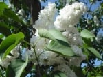 WHITE LILACS