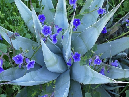 TINY FLOWERS AROUND CACTUS - flowers, cactus, tiny, blue