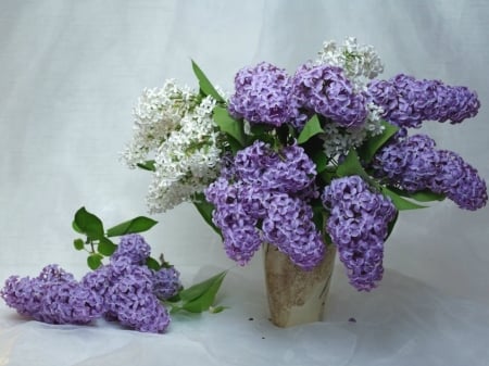 PURPLE AND WHITE LILACS - white, lilacs, purple, flowers