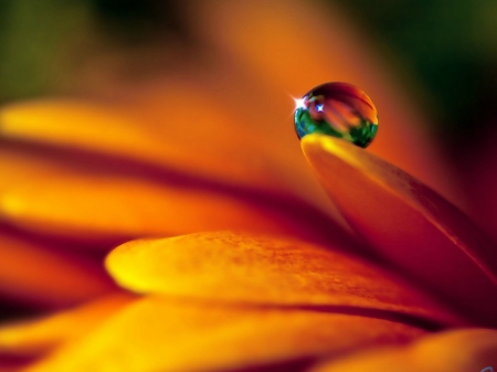 PETAL WITH WATER DROPLET - image, orange, flower, petal