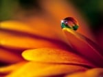 PETAL WITH WATER DROPLET