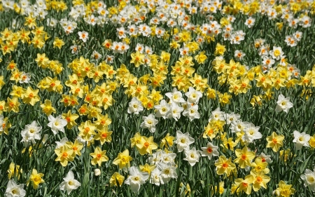 Daffodils - daffodils, nature, flowers, spring