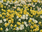 Daffodils