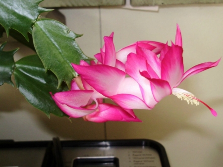 CHRISTMAS CACTUS - image, flower, pink, pretty