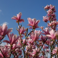 Magnolia