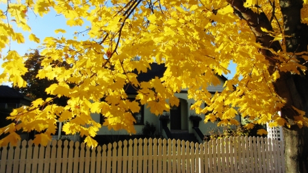 Yellow Autumn - leaf, tree, autumn, yellow