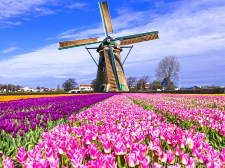 Multicolored Tulips Field