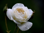 White Rose with Drops