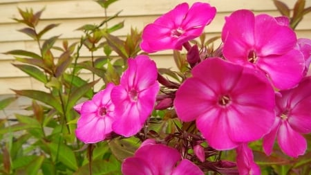 Garden flowers - flowers, pretty, garden, spring, pink