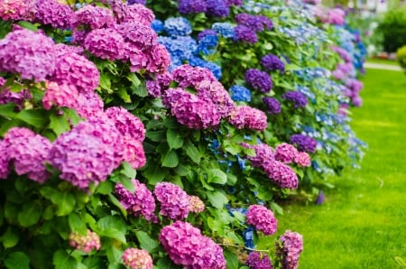 Hydrangeas in garden