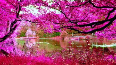 Cherry blossom - flowers, trees, pink, river