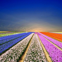 Field of Flowers