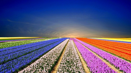 Field of Flowers - tulips, summer, field, spring, bright, floral, flowers, sunrise, firefox persona theme