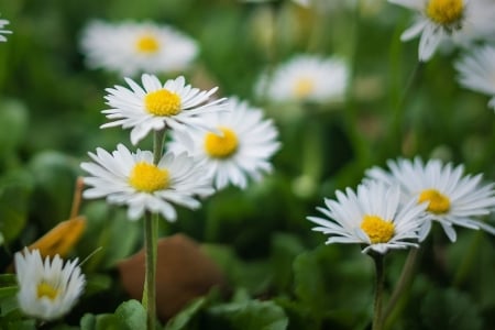 Small White - flowers, white, close-up, macro