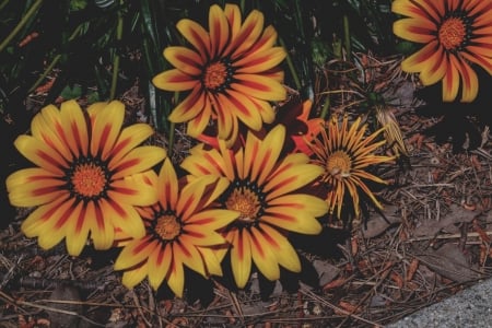 Flower Patch - flowers, orange, yellow, nature