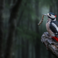 Bird With Its Meal