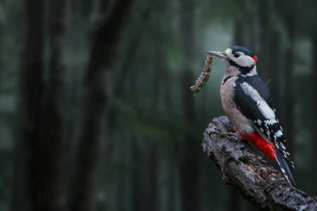 Bird With Its Meal - bird, eat, caterpillar, rain, forest