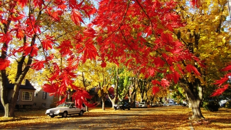 Red Maple Autumn - leaf, autumn, maple, red