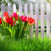 red tulips