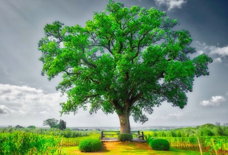 Forever green - summer, beautiful, colors, lovely, photo, tree, nature, green, garden