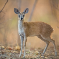 Sharpe's Grysbok