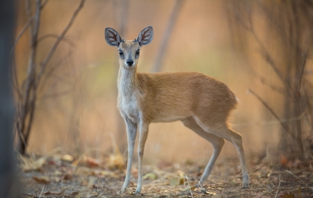 Sharpe's Grysbok - antelope, animal, deer, africa, cute, sharpes grysbok