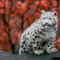 White leopard cub