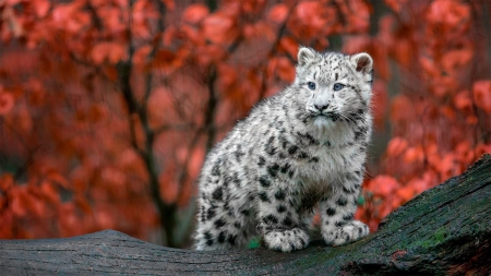 White leopard cub - autumn, cub, leaf, leopard, wghite, red, animal, toamna, cute