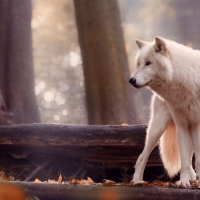White wolf