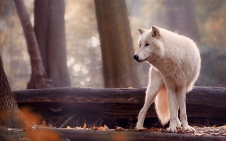 White wolf - lup, white, animal, wolf