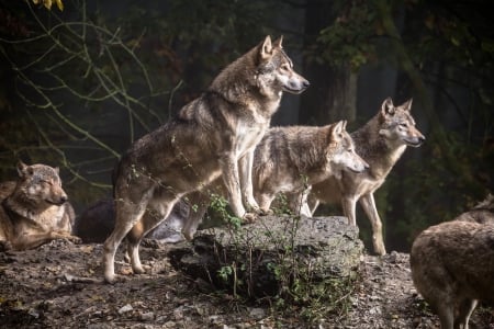 Wolves - animal, wolf, lup, pack