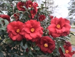 Camellias