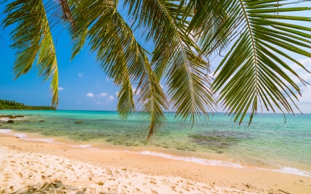 ♥ - water, summer, blue, beach, green, sea, vara, palm tree