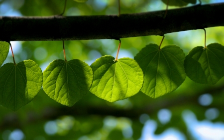 Leaves - frunze, branch, leaf, green