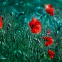 Poppies