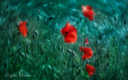 Poppies - vara, red, green, summer, field, grass, poppy, flower