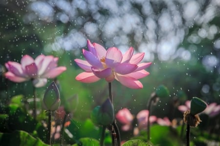 Lotuses - bokeh, vara, rain, water, summer, lotus, pink, green, flower