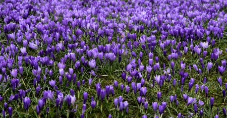 Crocuses - flower, purple, field, spring, crocus