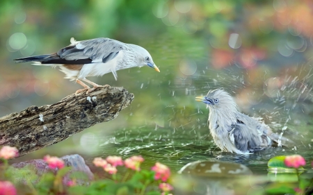 Birds - bird, water, summer, green, pasare, couple, vara