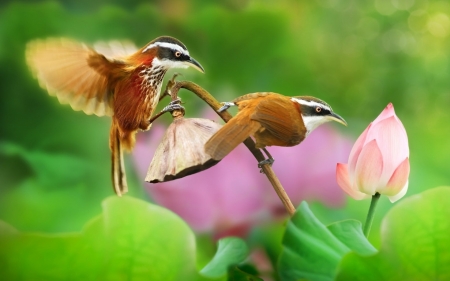 Birds - lotus, couple, pink, green, flower, pasare, bird