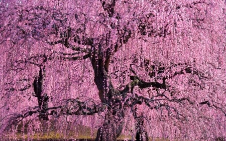 Spring - flower, spring, blossom, sakura, tree