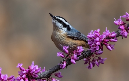 Canadian Nuthatch - bird, branch, pasare, spring, canadian nuthatch, flower, pink