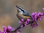 Canadian Nuthatch