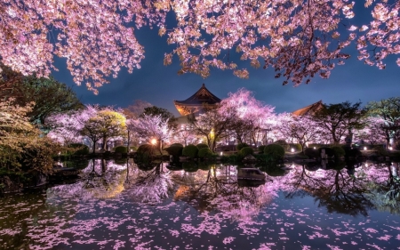 Spring - japan, water, sakura, blue, blossom, cherry, flower, pink