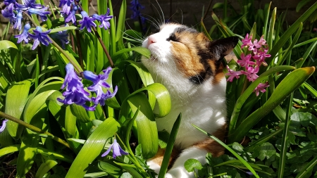 Cat With Flower