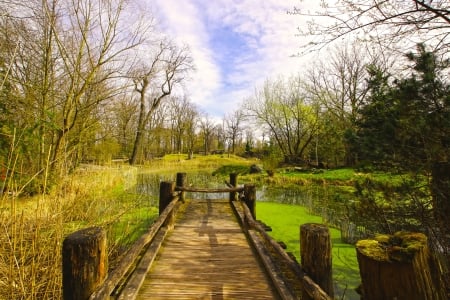 Wood Lake - yellow, green, wood, lake, forest