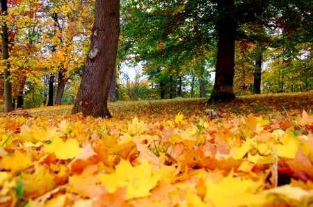 Autumn Falls - yellow, autumn, falls, field, forest