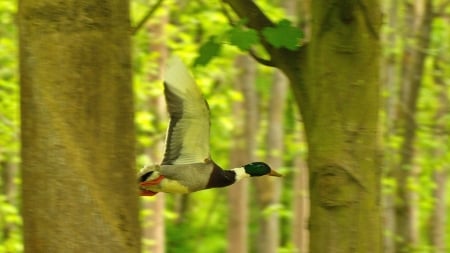 Flying Duck - flying, duck, trees, forest, animal, bird